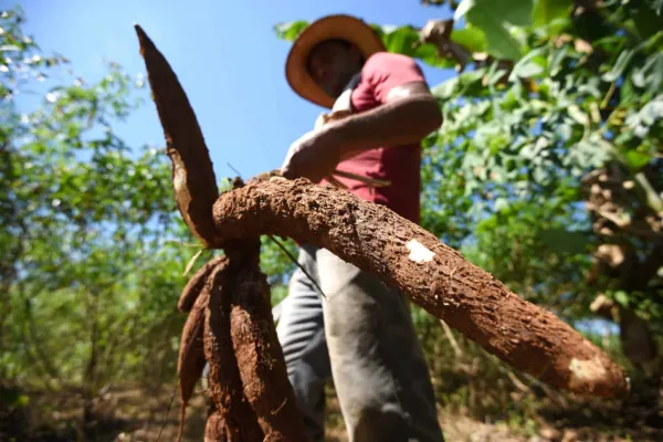 Acre desenvolve agricultura familiar com responsabilidade ambiental