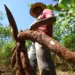 Acre desenvolve agricultura familiar com responsabilidade ambiental