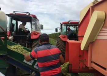 Governo estimula pecuaristas para melhor reaproveitar o milho na alimentação do gado