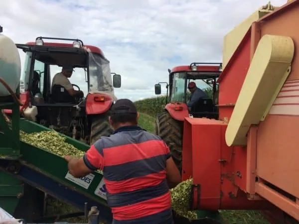 Governo estimula pecuaristas para melhor reaproveitar o milho na alimentação do gado