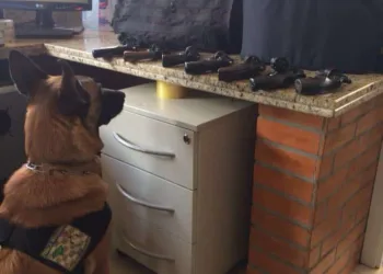 Cão farejador da PM do Acre auxilia em apreensão de armas na fronteira do Paraguai