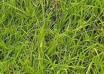 Associação de animais denuncia morte e maus-tratos de gatos na Ufac