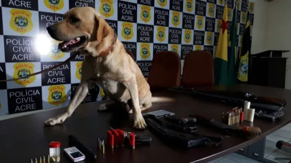 Polícia Civil apreende sete armas de fogo e prende dez pessoas durante nova fase da Operação Impactus