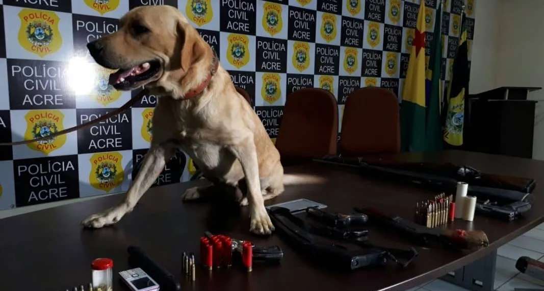 Polícia Civil apreende sete armas de fogo e prende dez pessoas durante nova fase da Operação Impactus