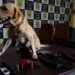 Polícia Civil apreende sete armas de fogo e prende dez pessoas durante nova fase da Operação Impactus