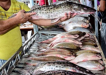 A Doença de Haff é transmitida por meio de toxinas presentes em peixes e crustáceos mal acondicionados
