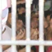 Acre chega a 100% dos detentos cadastrados no Banco Nacional de Monitoramento de Prisões