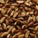 Castanha é o principal produto exportado pelo Acre, aponta pesquisa