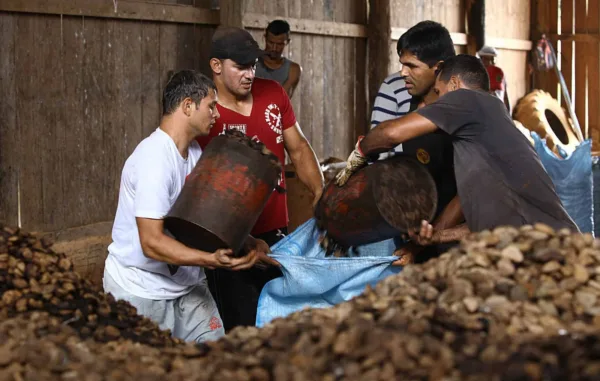 Castanha movimenta mais de 26 milhões de dólares no Acre, em quatro meses