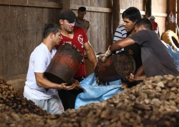 Castanha movimenta mais de 26 milhões de dólares no Acre, em quatro meses