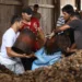 Castanha movimenta mais de 26 milhões de dólares no Acre, em quatro meses