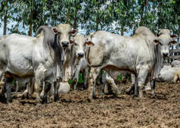 Vacinação contra febre aftosa segue até dia 31 deste mês