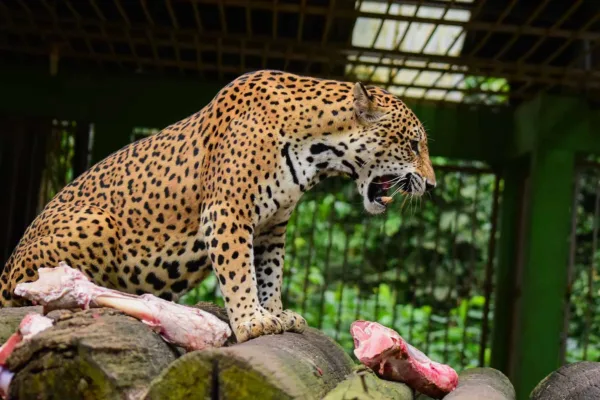 Secretaria de Meio Ambiente garante rotina de cuidados a animais do Parque Chico Mendes