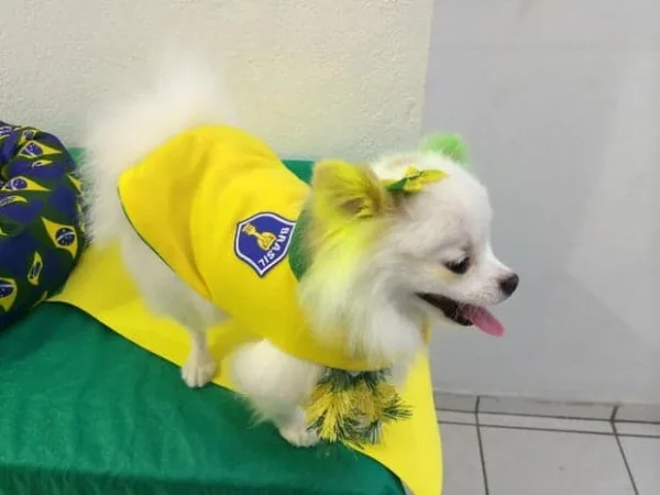 Bichinhos de estimação também entram na onda da Copa do Mundo e na torcida pelo Brasil