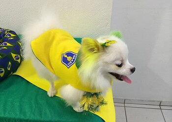 Bichinhos de estimação também entram na onda da Copa do Mundo e na torcida pelo Brasil