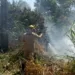 Capital registra aumento de 300% nos focos de queimada, aponta Bombeiros