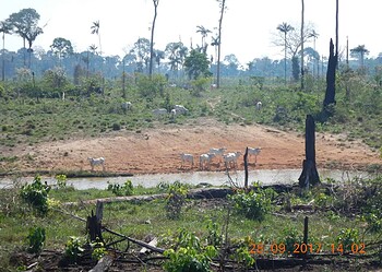 PF-AC investiga médico de Rio Branco por desmatamento ilegal