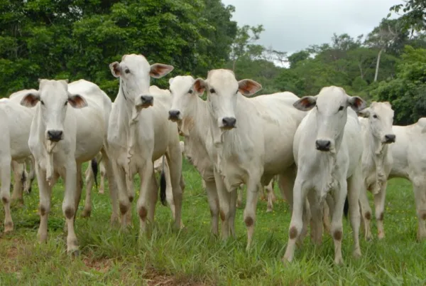 Leilão da Expoacre demonstra fortalecimento da pecuária acreana