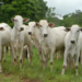 Leilão da Expoacre demonstra fortalecimento da pecuária acreana