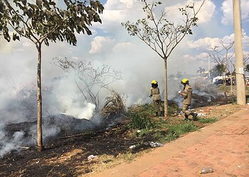 Dia da Amazônia: conscientização e a busca pela proteção do meio ambiente