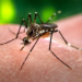 Acre está na lista de risco de surto de dengue; população deve ter atenção