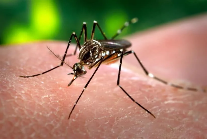 Acre está na lista de risco de surto de dengue; população deve ter atenção