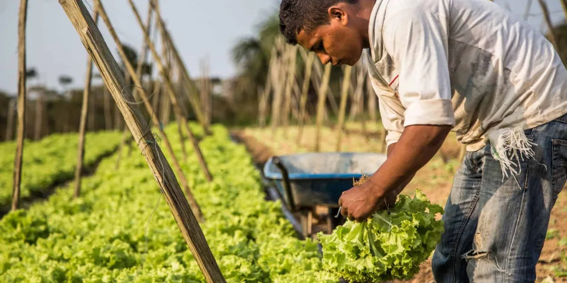 Acre supera meta com o Programa de Aquisição de Alimentos e injeta R$ 4 milhões na produção familiar