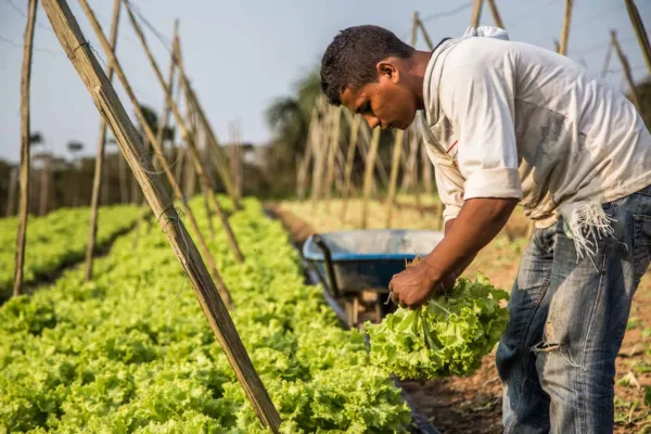 Acre supera meta com o Programa de Aquisição de Alimentos e injeta R$ 4 milhões na produção familiar