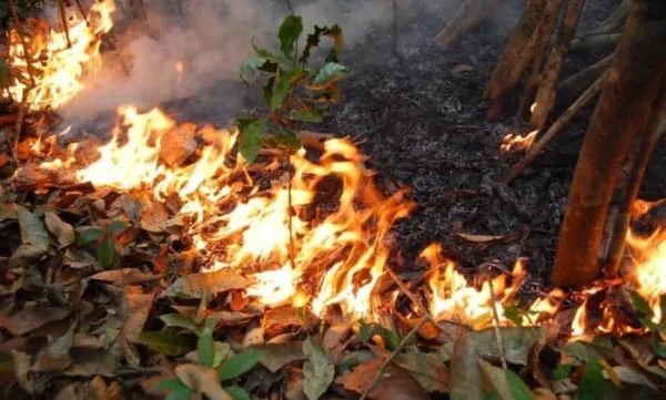 Desmatamento diminui, mas número de queimadas cresce no Acre