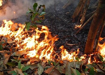Desmatamento diminui, mas número de queimadas cresce no Acre