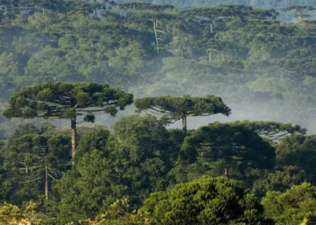 Área de Preservação no Acre corre alto risco de fragmentação, alerta cartógrafa portuguesa