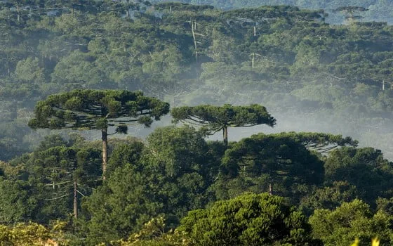 Área de Preservação no Acre corre alto risco de fragmentação, alerta cartógrafa portuguesa