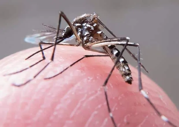 Criança morre com sintomas de zika e febre chikungunya em Cruzeiro do Sul e Sesacre investiga causa
