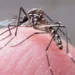 Criança morre com sintomas de zika e febre chikungunya em Cruzeiro do Sul e Sesacre investiga causa
