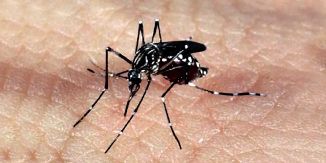 Mosquito Aedes aegypti, responsável pela transmissão dos vírus da dengue, febre chikungunya e Zika
