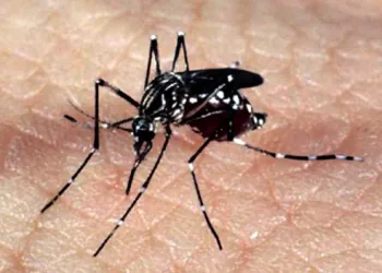 Mosquito Aedes aegypti, responsável pela transmissão dos vírus da dengue, febre chikungunya e Zika