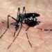 Mosquito Aedes aegypti, responsável pela transmissão dos vírus da dengue, febre chikungunya e Zika