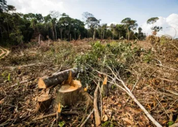 Desmatamento no Acre atinge a menor taxa entre os estados da Amazônia Legal em fevereiro, aponta Imazon