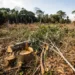 Desmatamento reduz 67% no AC, mas três unidades de conservação do estado estão entre as 10 mais destruídas da Amazônia