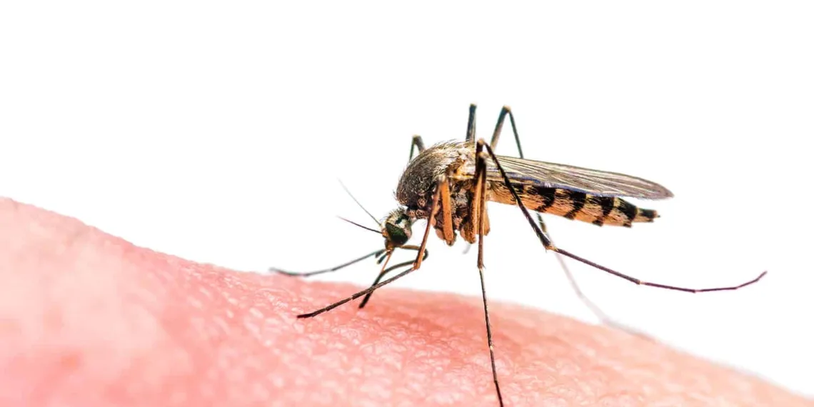 Macro photo of biting mosquito