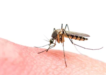 Macro photo of biting mosquito