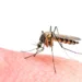 Macro photo of biting mosquito