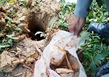 Dupla é presa após polícia desenterrar quase um quilo de maconha em quintal de casa