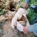 Dupla é presa após polícia desenterrar quase um quilo de maconha em quintal de casa