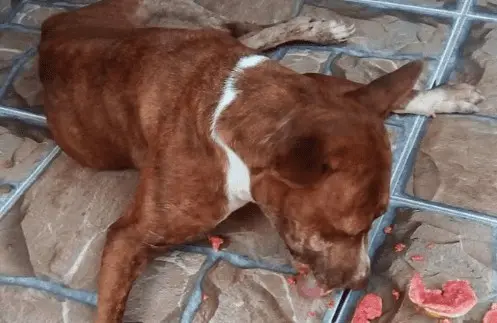 Com mais de 30 animais em abrigo e sem ração, protetora Maura Akino pede doações