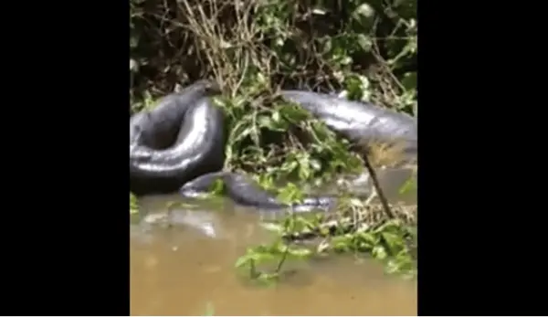 Pesquisador comenta sobre sucuri gigante vista no Abunã e diz: ‘crianças evitem tomar banho no local’ 1 Pesquisador comenta sobre sucuri gigante vista no Abunã e diz: ‘crianças evitem tomar banho no local’