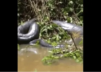 Pesquisador comenta sobre sucuri gigante vista no Abunã e diz: ‘crianças evitem tomar banho no local’