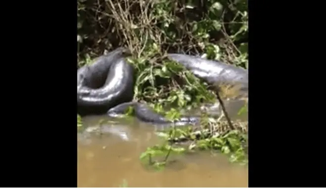 Pesquisador comenta sobre sucuri gigante vista no Abunã e diz: ‘crianças evitem tomar banho no local’ 1 Pesquisador comenta sobre sucuri gigante vista no Abunã e diz: ‘crianças evitem tomar banho no local’