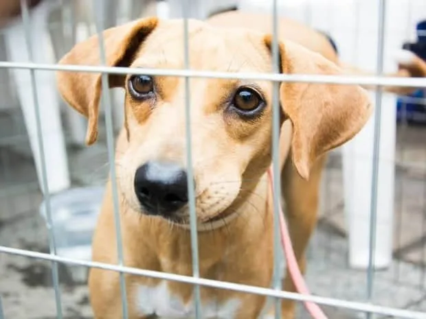 Senado aprova Projeto de Lei que proíbe o tratamento de animais como coisas