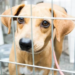 Senado aprova Projeto de Lei que proíbe o tratamento de animais como coisas